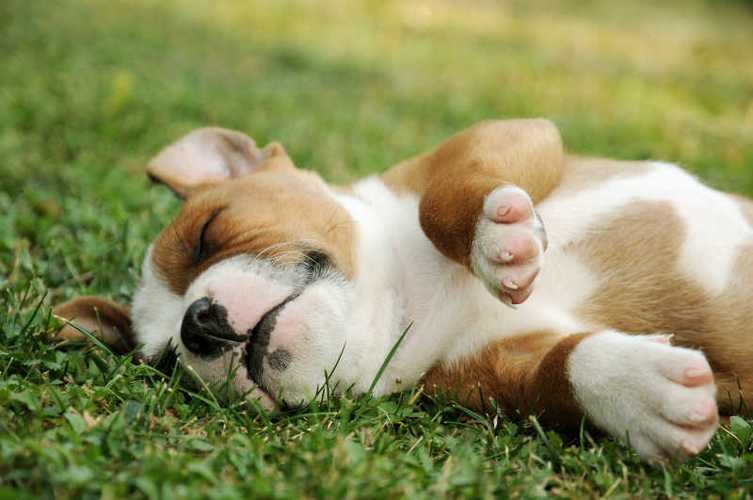 怎么让狗狗睡觉,怎样让狗狗快速入睡,小狗睡觉能晒着太阳睡吗？