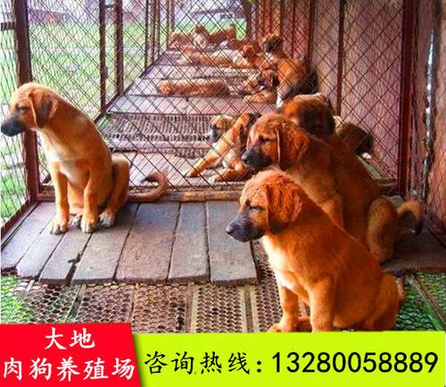 狗狗训练基地,重庆狗狗训练基地,中国最大最正规的肉狗养殖基地是哪个？
