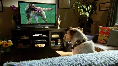 狗狗看电视,狗狗看电视能看懂吗,我看电视上狗狗带的向喇叭似的防咬自己的那个？