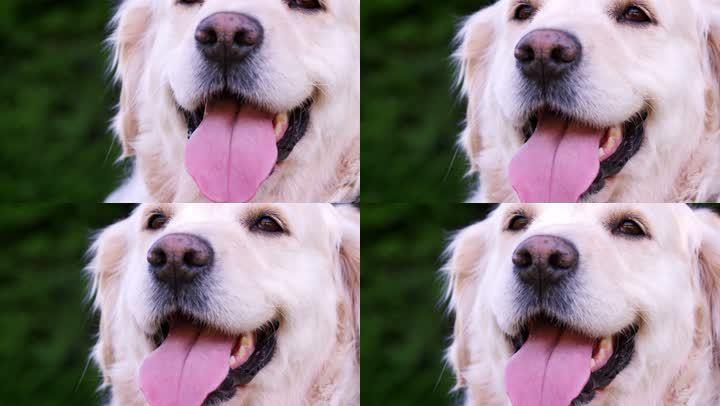狗狗伸舌头,狗狗伸舌头喘气怎么回事,狗为什么总是伸舌头？