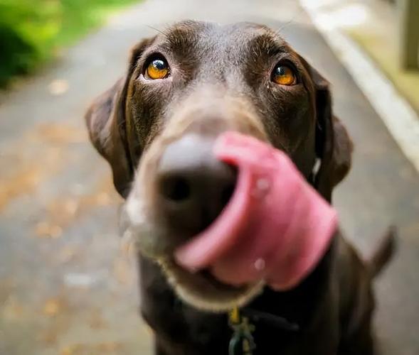 狗狗为什么舔人,狗狗为什么舔人的脚,小狗总用舌头舔人是缺少什么东西吗？