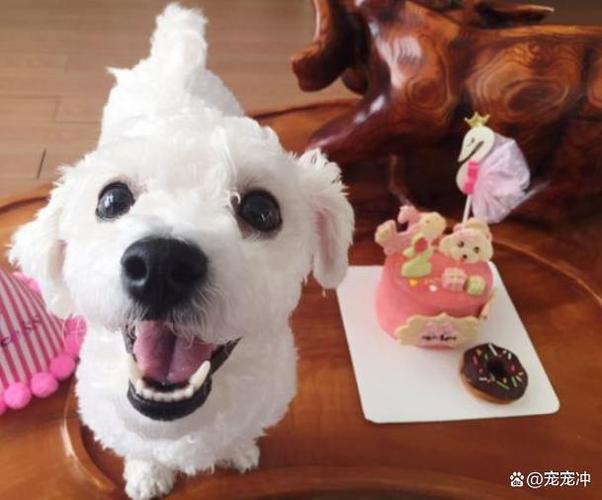 狗狗吃蛋糕,狗狗吃蛋糕会有事吗,奶油蛋糕能不能给狗狗吃？