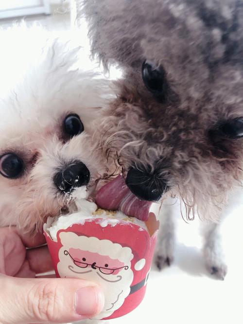 狗狗吃蛋糕,狗狗吃蛋糕会有事吗,什么宠物喜欢吃蛋糕？