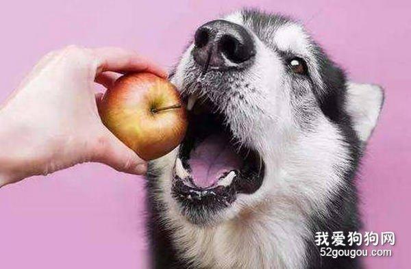 狗狗吃水果,狗狗吃水果好不好,狗狗能吃水果吗？
