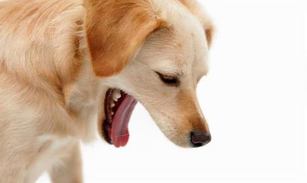 狗狗为什么吐了,狗狗为什么吐了又吃回去,狗狗反刍的原因以及狗狗吐了该怎么办？