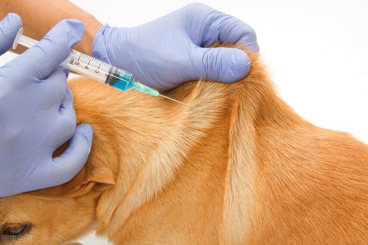 给狗狗打针,给狗狗打针打什么部位,如何给狗打疫苗？