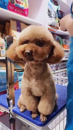 狗狗美容店,狗狗美容店地址,普通宠物店可以给狗狗美容吗(剪毛？