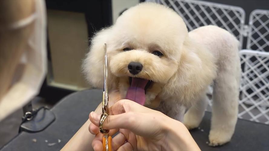 狗狗美容店,狗狗美容店地址,五个月的小狗能美容吗？