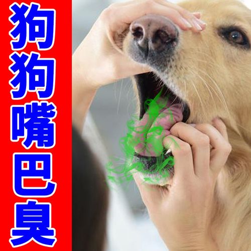 狗狗口臭吃什么,狗狗口臭吃什么药效果好,狗狗嘴臭怎么办？