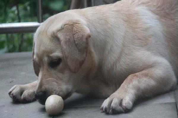 狗狗可以吃鸡蛋,狗狗可以吃鸡蛋白吗,为什么小狗爱吃鸡蛋？