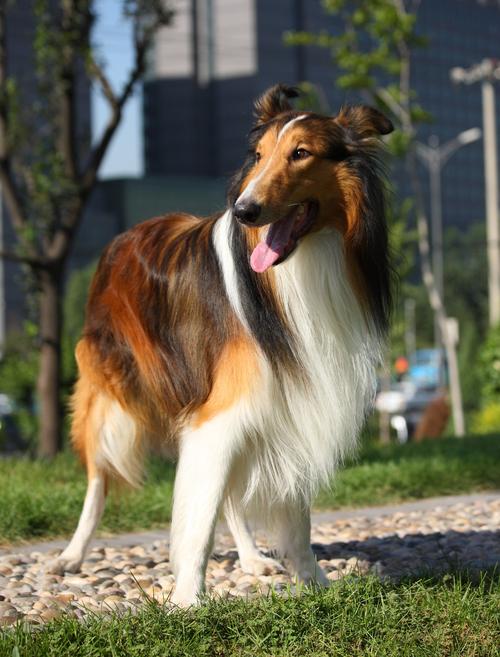 大狗狗品种,大狗狗品种大全及图片,耳朵很大的狗是什么品种？