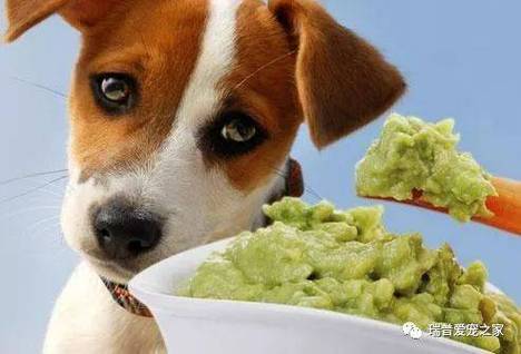 狗狗为什么不吃东西,狗狗为什么不吃东西只喝水,狗为什么不吃菜？