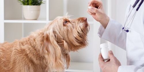 怎么给狗狗喂药,怎么给狗狗喂药片类的药,幼犬喂药方法？