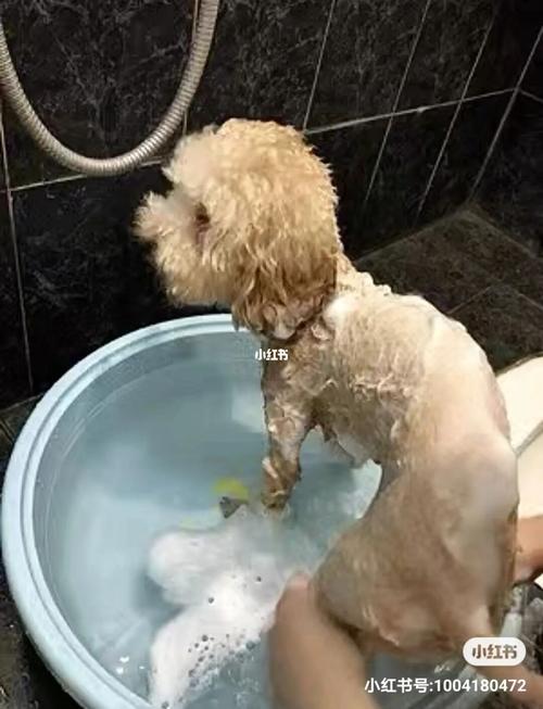 用什么给狗狗洗澡,用什么给狗狗洗澡比较好,给狗洗澡用什么好？