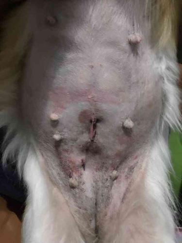 狗狗子宫蓄脓,狗狗子宫蓄脓前期症状,狗狗子宫蓄脓手术没有切除干净经常在滴脓。有什么办法？
