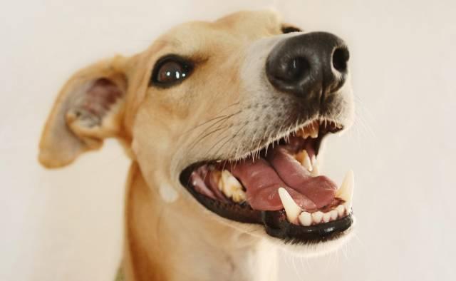狗狗换牙吗,狗狗换牙吗,多长时间开始,狗狗要换几次牙？
