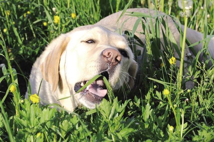 狗狗吃草怎么办,狗狗吃草怎么办?狗狗为什么吃草,解密：狗狗为什么喜欢吃草，狗吃草是生病了吗？