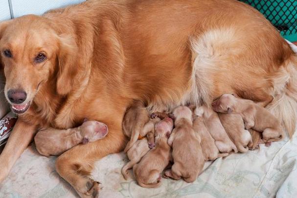 狗狗死了怎么处理,狗狗走了一般怎么处理呢,刚出生十二天的小狗的妈妈死了，怎么养活小狗们？要喂什么奶？