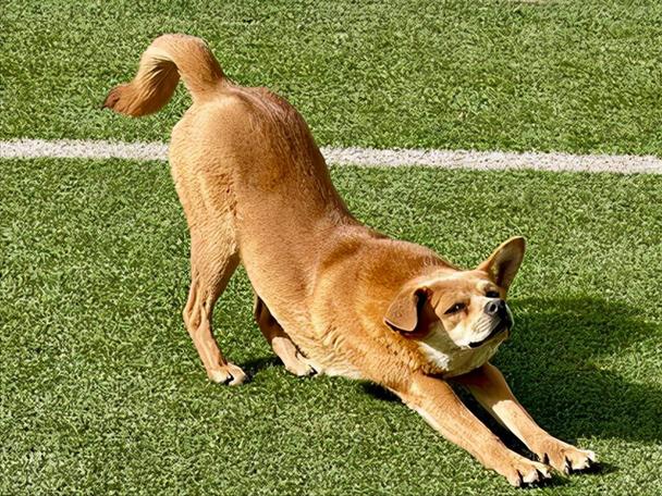 狗狗伸懒腰,狗狗伸懒腰是什么原因,狗狗老是摆伸懒腰的姿势怎么回事？