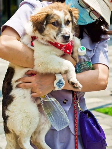 上海领养狗狗,上海领养狗狗的平台,上海福利院有孩子可以领养吗？
