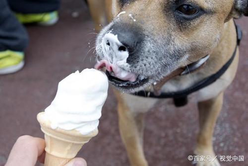 狗狗冰淇淋,狗狗冰淇淋车下载,土狗可以吃冰淇淋吗？