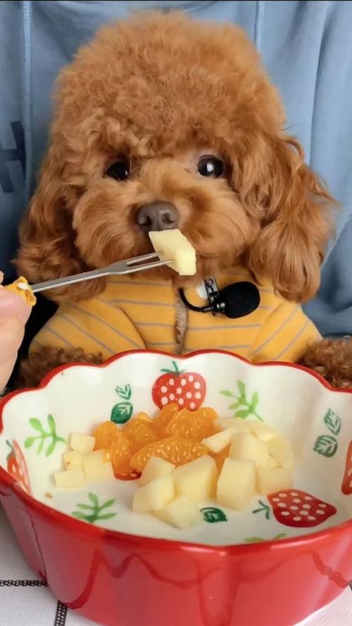 狗狗吃苹果,狗狗吃苹果好不好,狗怎么吃苹果？