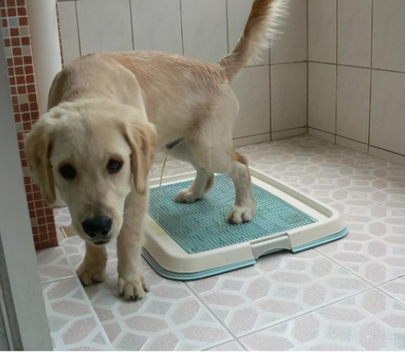 怎么训练狗狗拉屎,怎么训练狗狗拉屎拉到指定的位置?,1-3个月狗狗怎么训练上厕所？