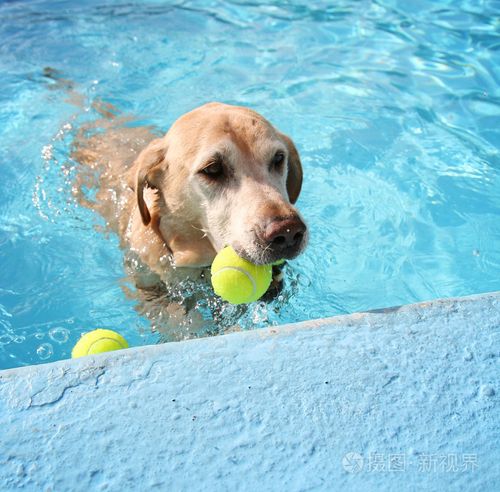 狗狗游泳池,上海狗狗游泳池,拉布拉多怕水怎么训练？
