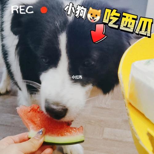 狗狗吃西瓜,狗狗吃西瓜可以吗,五个月的狗狗可以吃西瓜吗？