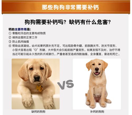 狗狗如何补钙,狗狗如何补钙效果最好,小狗怎么补钙？