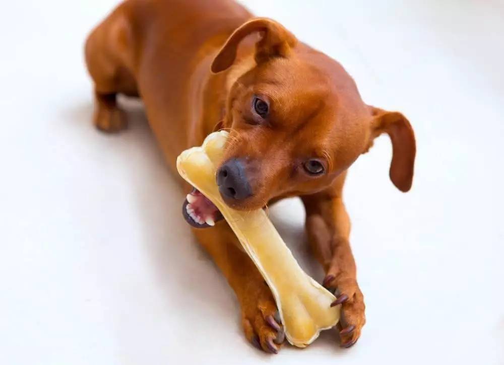 狗狗啃骨头,狗狗啃骨头有什么好处,狗可以吃脆骨吗？