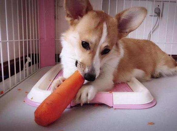 狗狗吃胡萝卜,狗狗吃胡萝卜吃生的还是熟的,狗狗能吃胡萝卜吗？