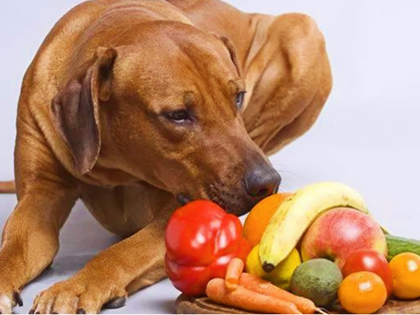 狗狗可以吃什么水果,夏天狗狗可以吃什么水果,小狗能吃什么水果啊？