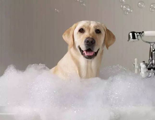 狗狗几天洗澡,狗狗几天洗澡一次比较好,什么时候给狗狗洗澡合适？
