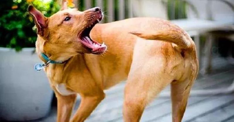 狗狗为什么咬尾巴,狗狗为什么咬尾巴转圈圈,狗狗老咬自己的尾巴怎么办？
