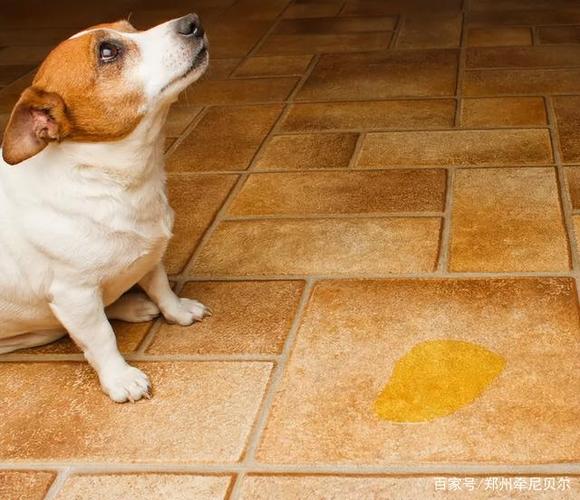 狗狗尿黄怎么办,狗狗尿黄怎么办吃什么药,小狗的尿液是黄色的是什么原因？