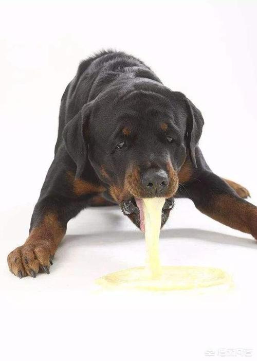 狗狗吐食物,狗狗吐食物是什么原因造成的,狗狗吐饭了是怎么回事？应该吃什么药啊？谢谢？