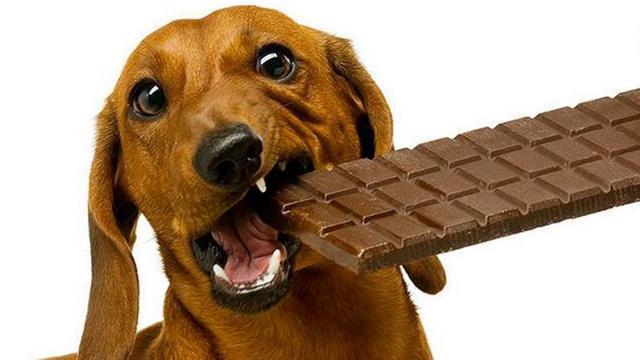 狗狗吃巧克力,狗狗吃巧克力会怎么样,小狗能吃巧克力吗？