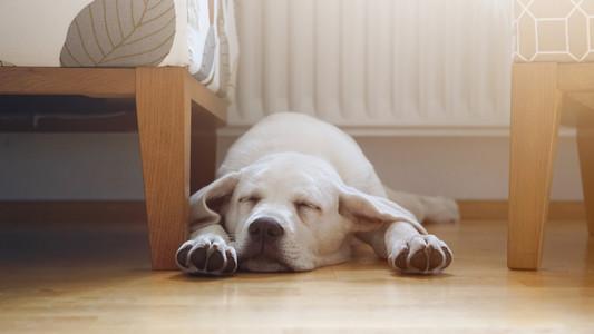 狗狗睡地板,狗狗睡地板会着凉吗,天气冷了小狗还睡凉地板怎么办？秋天这个时候？