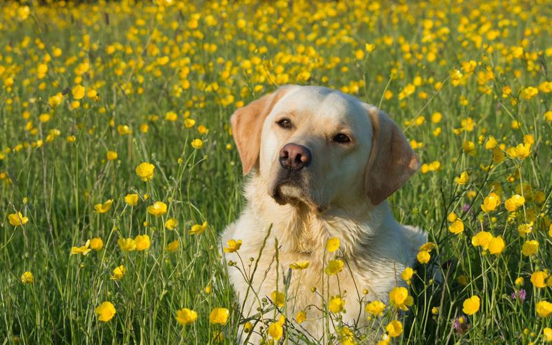狗狗的品种大全,狗狗的品种大全及图片名称,黄色的狗有哪些品种？