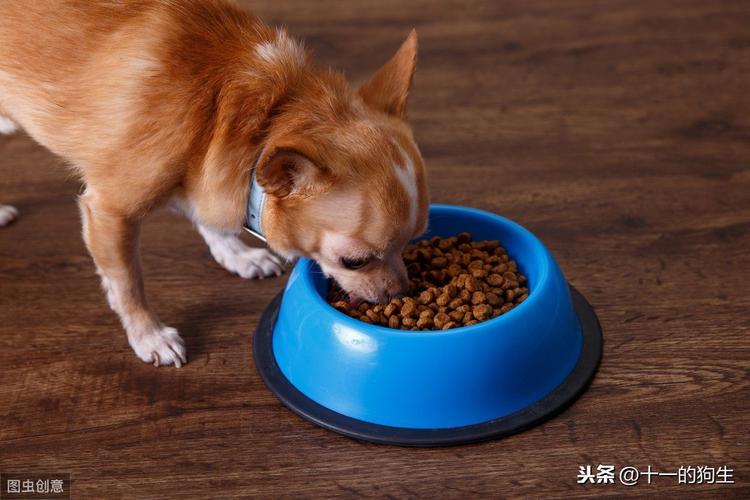 狗狗为什么不吃狗粮,狗狗为什么不吃狗粮怎么办,为什么狗狗情愿吃猫粮都不吃狗粮？