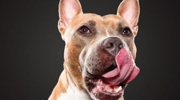 狗狗舔嘴巴,狗狗舔嘴巴是怎么回事,为什么狗狗吃完东西还在舔？