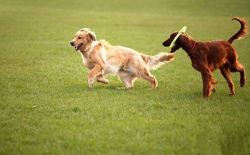 狗狗乱叫怎么训练,怎样制止狗狗乱叫五个方法,训练狗胆量的7个办法？