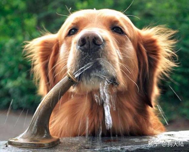 狗狗脱水怎么办,狗狗脱水怎么办?,狗狗细小脱水怎么在家补水？