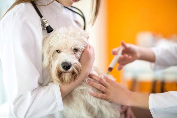 怎么给狗狗打疫苗,怎么给狗狗打疫苗,扎哪里,怎么自己给狗狗打疫苗？