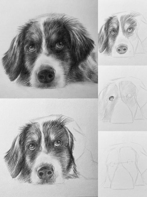 素描狗狗图片,素描狗狗图片高清图片,怎样画动物素描？