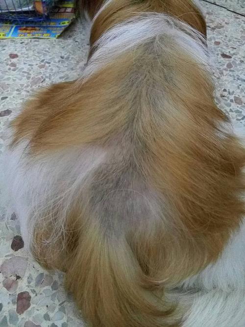 狗狗掉毛严重,狗狗掉毛严重什么原因,我家的狗狗掉毛很严重是怎么回事？