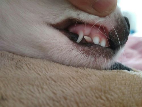 狗狗牙掉了,狗狗牙掉了还能长吗,我家的小狗5岁了为什么掉牙？