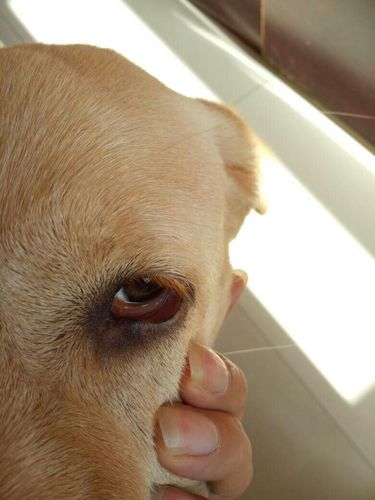狗狗眼睛发红,狗狗眼睛发红并且带着眼屎是怎么回事,狗狗眼珠子发红是什么原因？