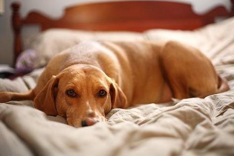 狗狗为什么一直睡觉,狗狗为什么一直睡觉不吃东西,狗狗总喜欢上床怎么办？